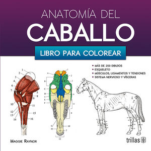 ANATOMIA DEL CABALLO